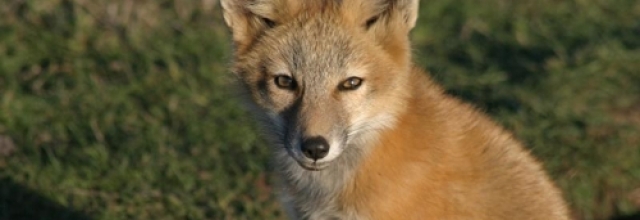 Visit the Beautiful San Juan Islands National Wildlife Refuge and Wilderness Area