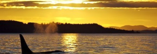 Live the West Coast Life on Orcas Island