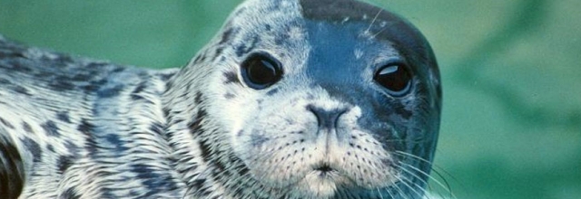Discover Scuba Diving with Brentwood Bay Resort