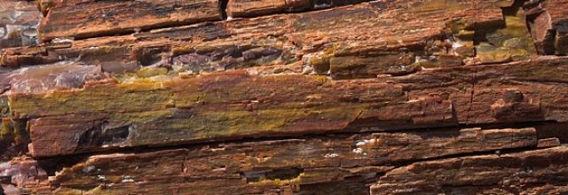 Walk Among Trees Made of Stone in the Fascinating Petrified Forest