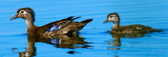 Visit the Arcata Marsh and Wildlife Sanctuary