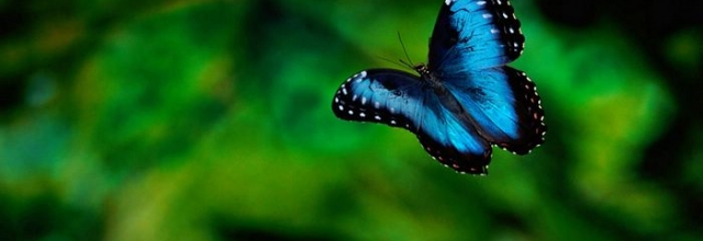Explore a Butterfly Garden