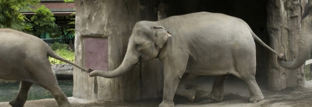 Connect with Wildlife at the Oregon Zoo