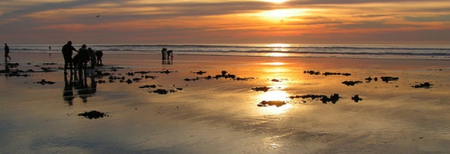 Dig for Clams on Long Beach
