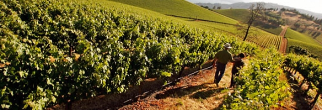 Enjoy Lake County Wineries