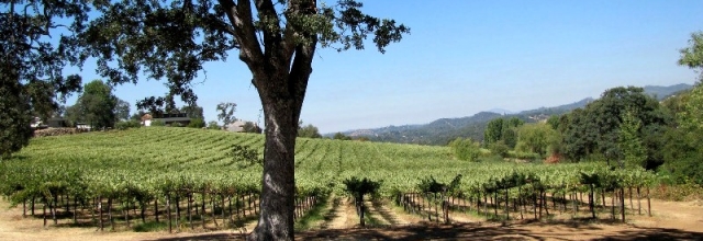 Take Advantage of Wine Tasting in the Tuolumne County