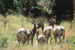 River Dance Lodge