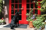 Pet Friendly