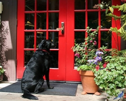 Pets Welcome in Mendocino