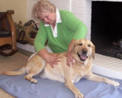 Pamper Travel Companions with a Canine Massage