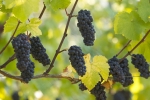 Wine Tours