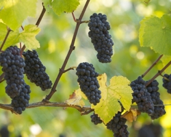 Victoria Area Wine Country