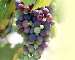 Excelsior's Grape Getaway Package