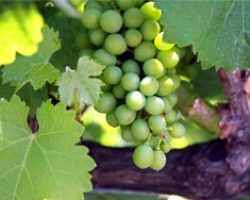 The Southern Oregon Wine Experience