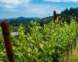 Wine, Wine, and More Wine Tour