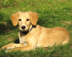 Pet Friendly Cabins