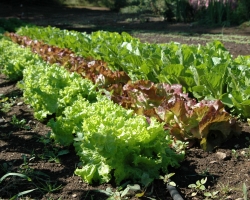 Slow Food Cuisine at the Willows