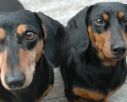 Dog Friendly Accomodation in Victoria