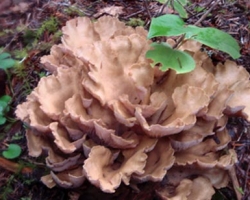 Mushroom Hunting
