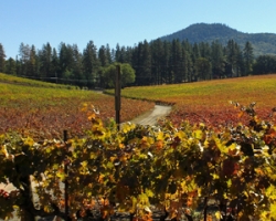 Wine Touring Package