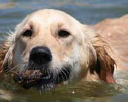 Pet Friendly Lodging at Suttle Lake