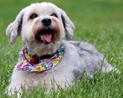 Pets Welcome at Willows Inn