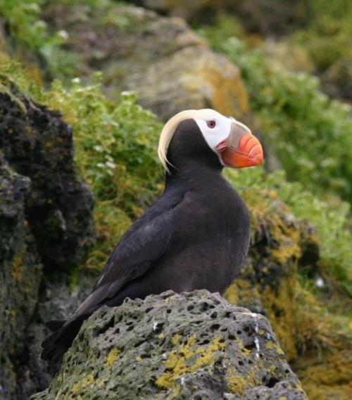 See a puffin on haystack rock trip ideas unique inns